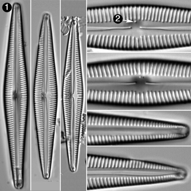 Encyonopsis Lacusglacialis Guide