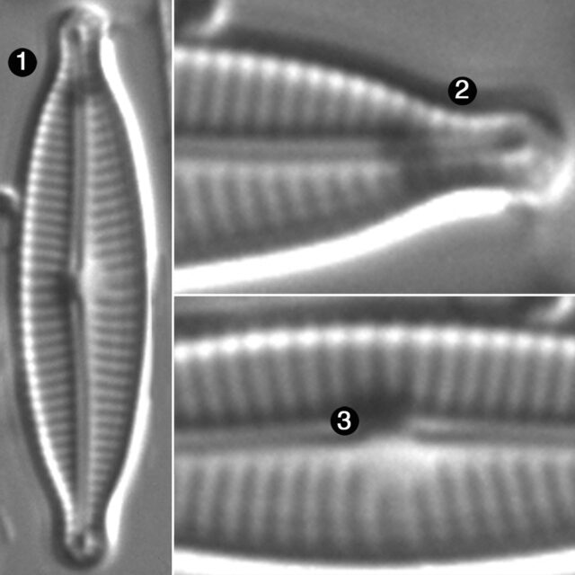 Encyonopsis Medicinalis Guide