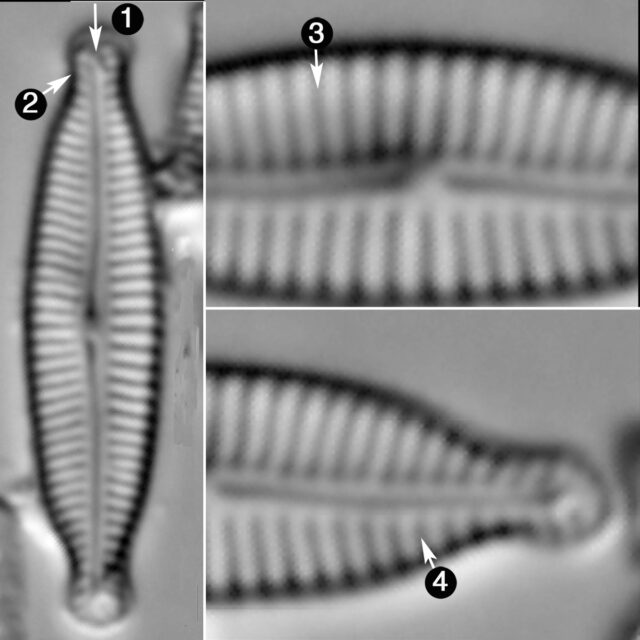 Encyonopsis Microcephala Guide