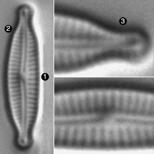 Encyonopsis Minuta Guide