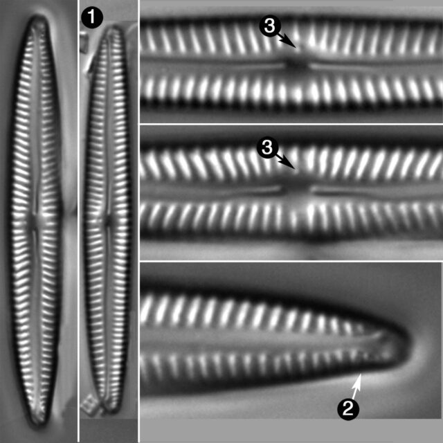 Encyonopsis Neoamphioxys Guide