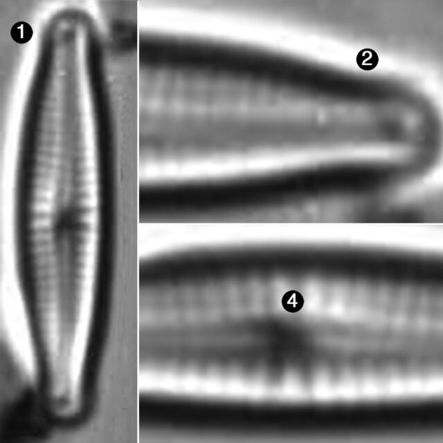 Encyonopsis Perborealis Guide