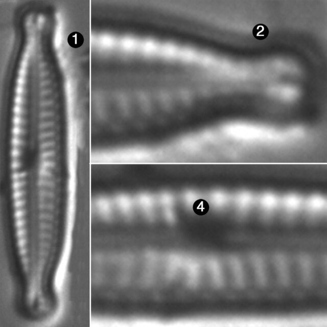 Encyonopsis Robusta Guide