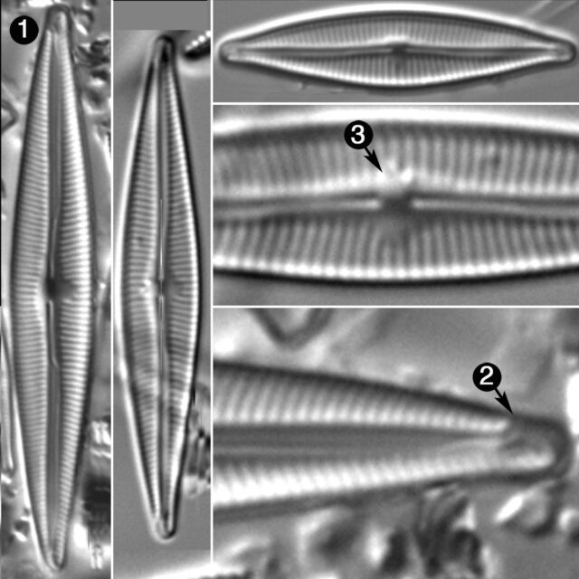 Encyonopsis Stafsholtii Guide