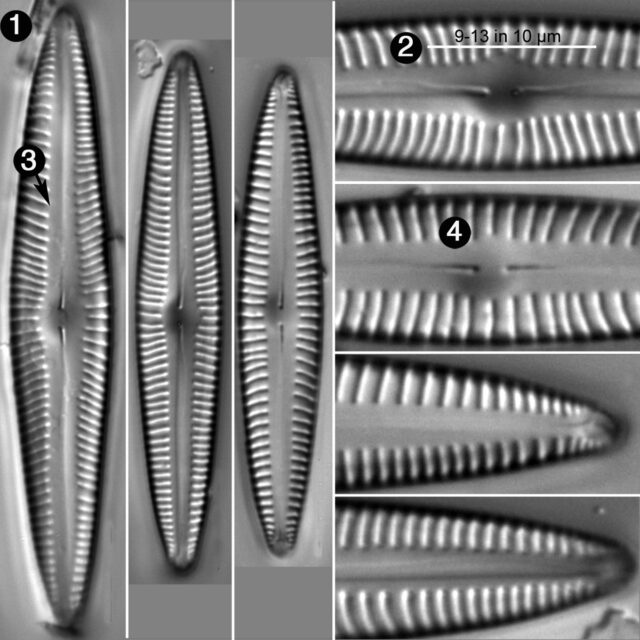 Encyonopsis Stodderi Guide