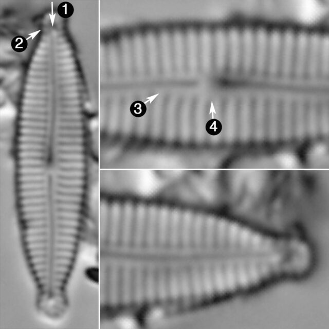 Encyonopsis Subminuta Guide