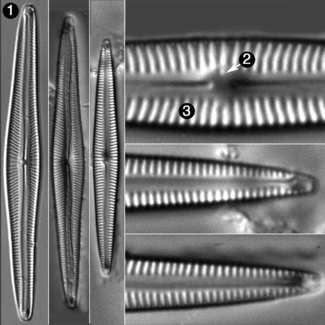 Encyonopsis Subspicula Guide