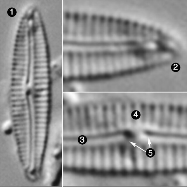 Encyonopsis Thumensis Guide