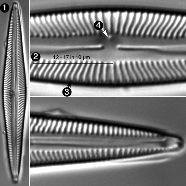 Encyonopsis Treinischii Guide