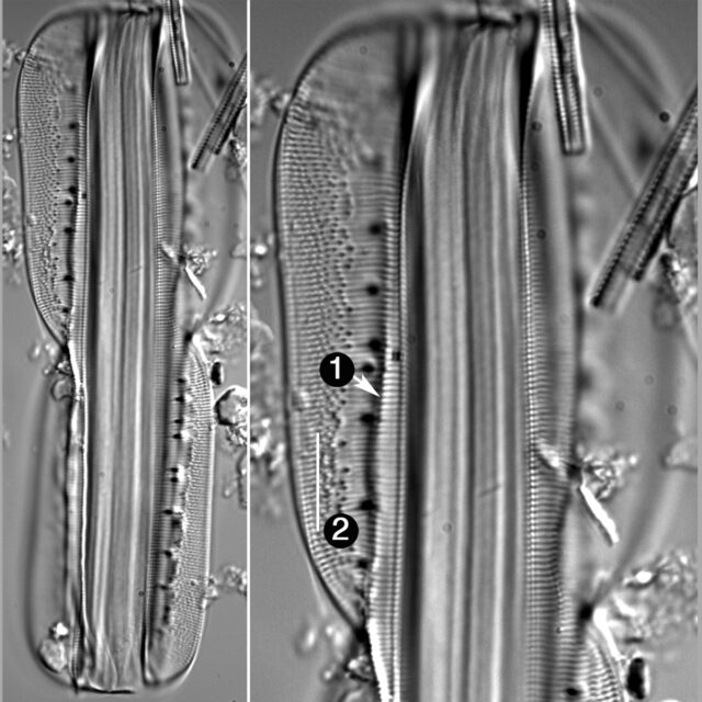 Entomoneis Alata Guide