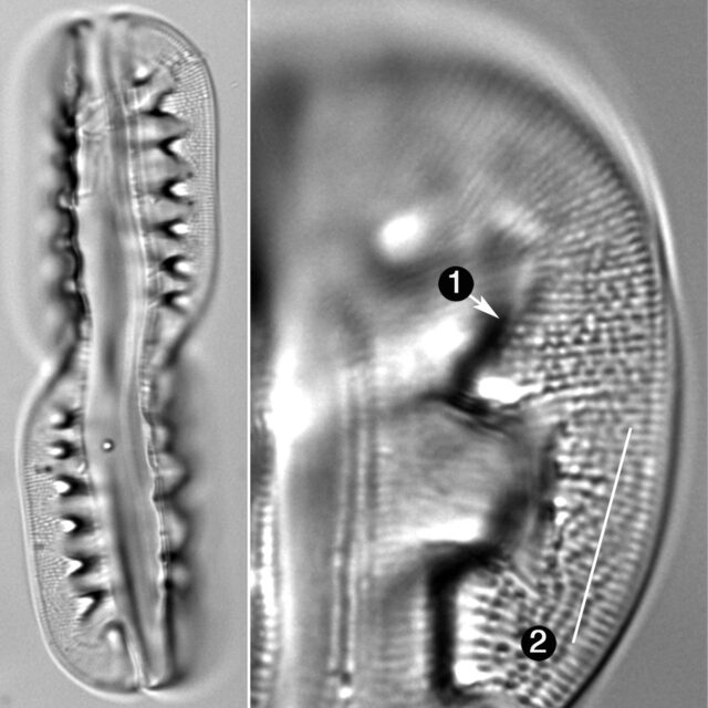 Entomoneis Ornata Guide