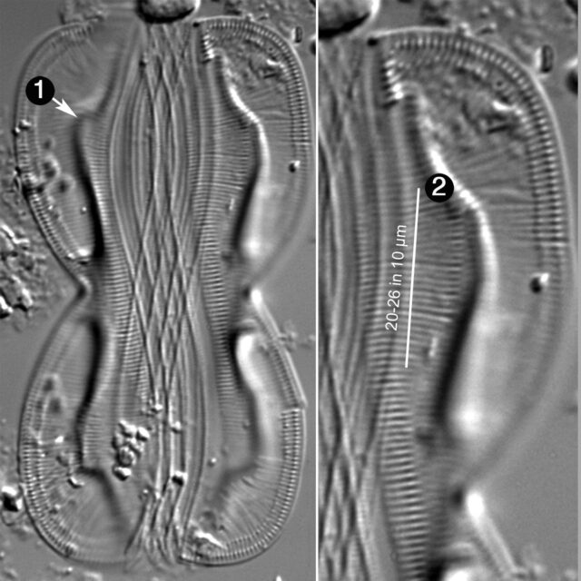 Entomoneis Paludosa Guide