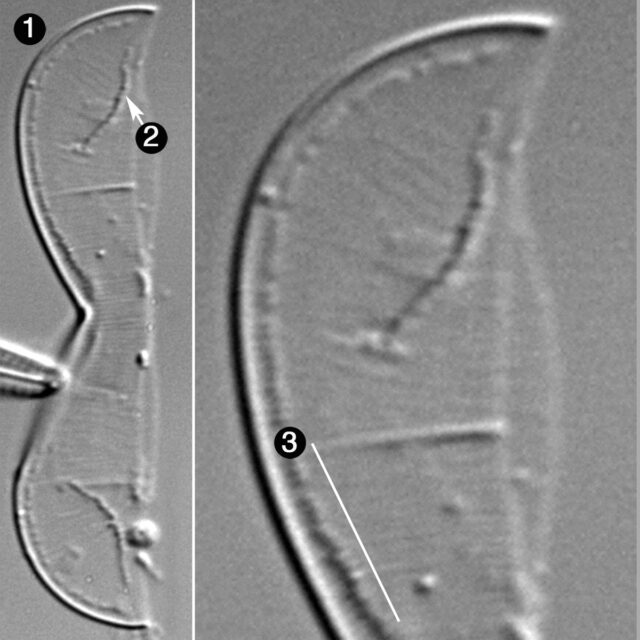 Entomoneis Punctulata Guide