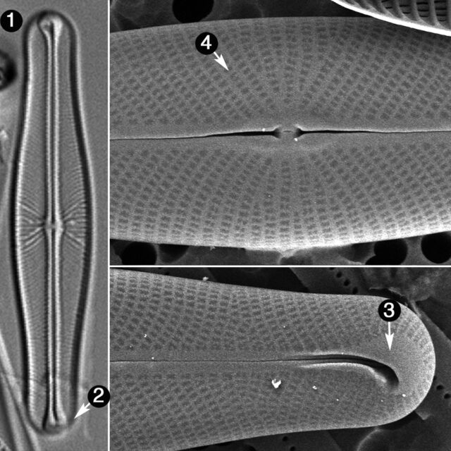 Envekadea Pseudocrassirostris Guide