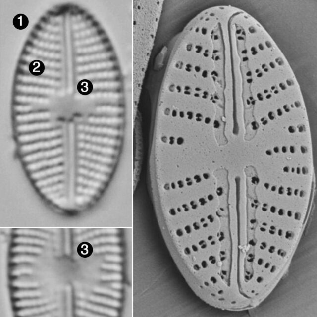 Eolimna Aboensis Guide2