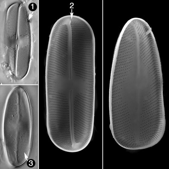 Euccoconeis Alpestris Guide