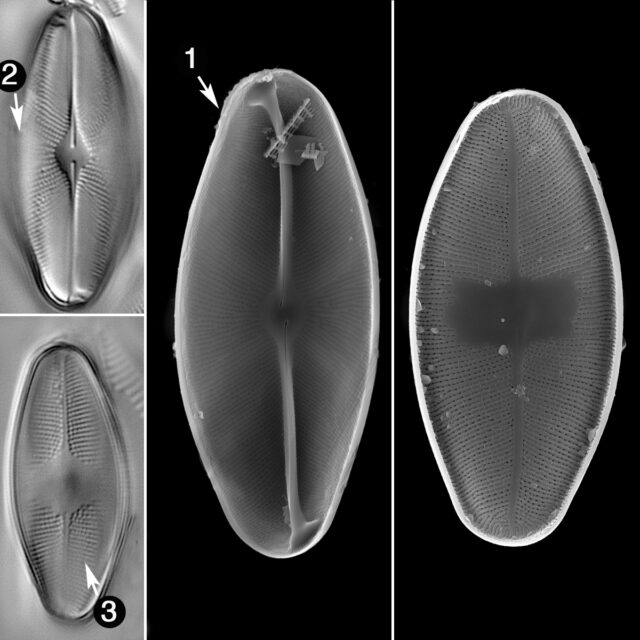 Euccoconeis Flexella Guide