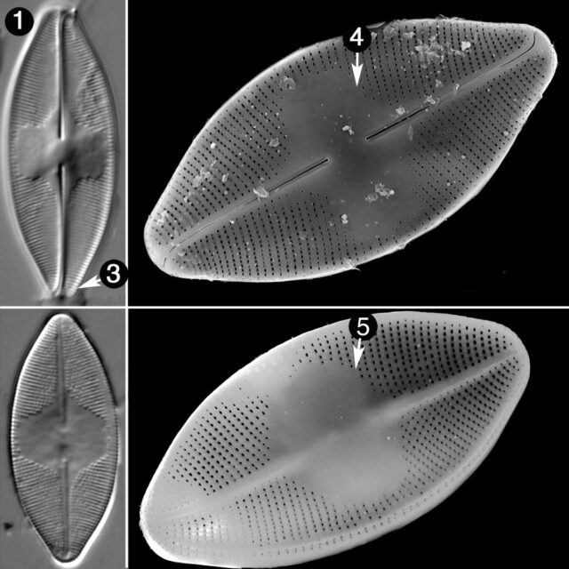 Eucocconeis Americana Guide