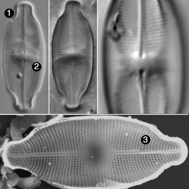 Eucocconeis Depressa Guide