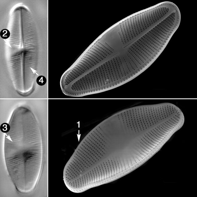 Eucocconeis Laevis Guide