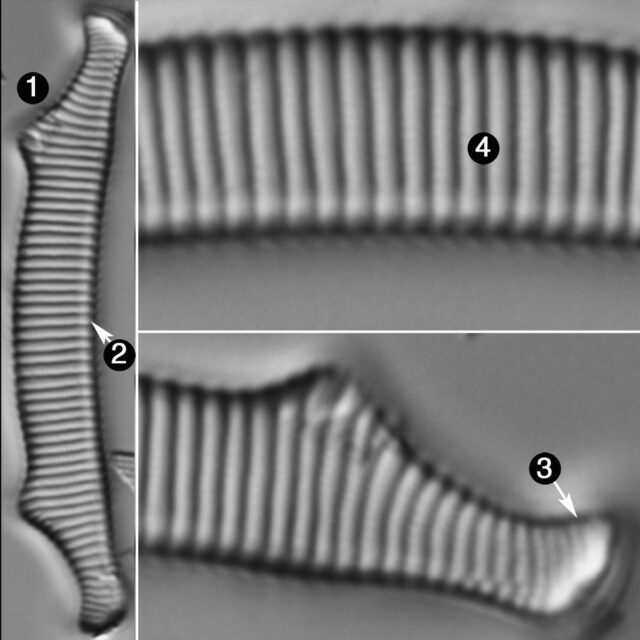 Eunotia Bactriana Guide