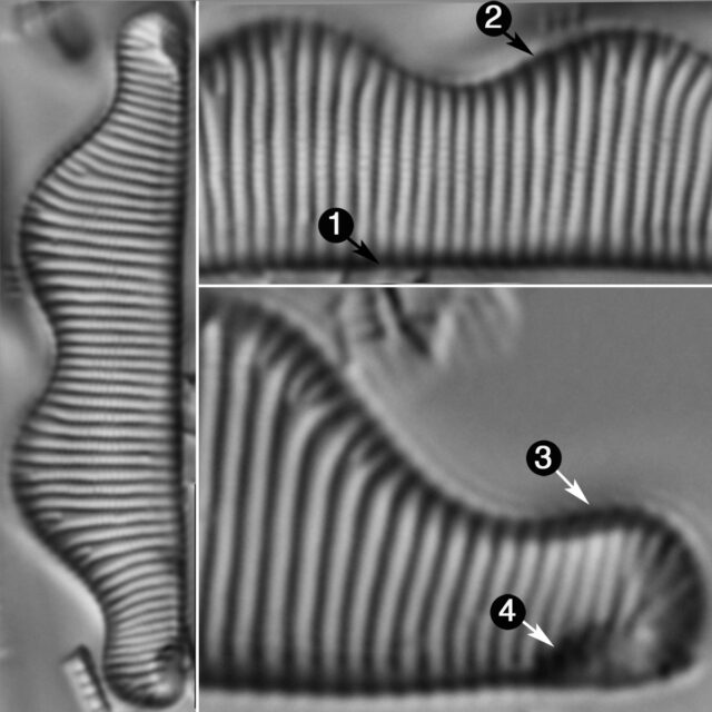 Eunotia Bidentula Guide