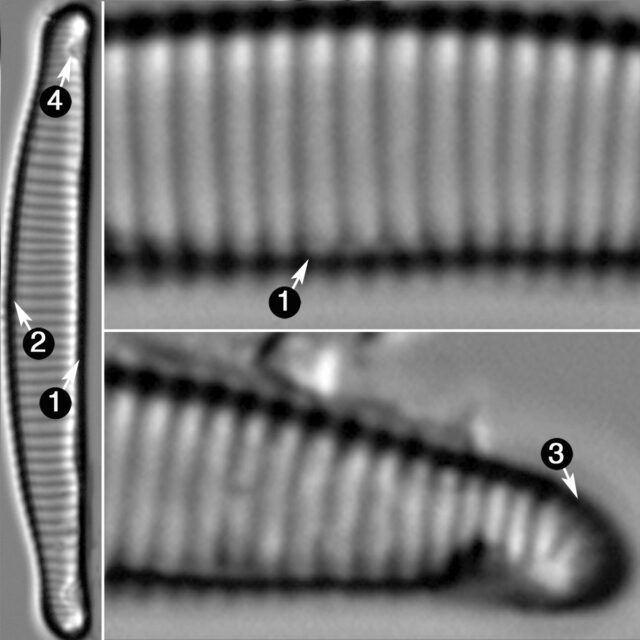 Eunotia Canicula Guide2