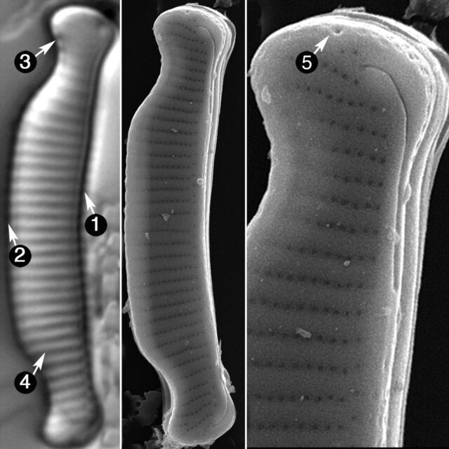 Eunotia Cataractarum Guide