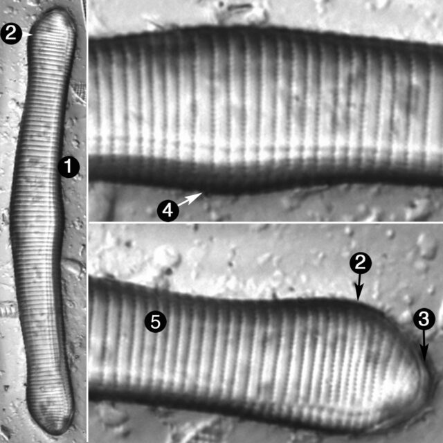 Eunotia Formica Guide