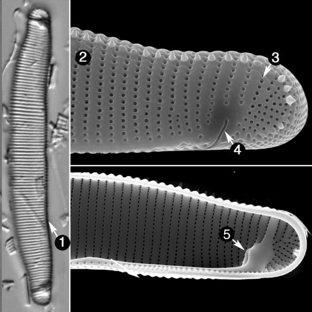 Eunotia Lewisii Guide