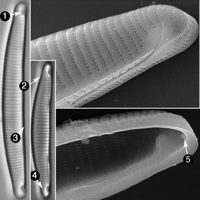 Eunotia Macroglossa Guide