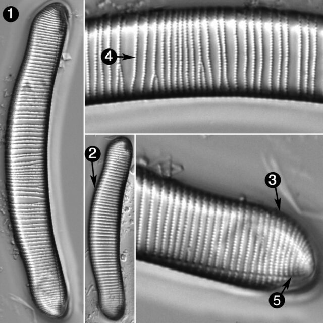 Eunotia Monodon Guide