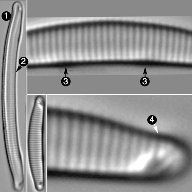 Eunotia Paludosa Guide