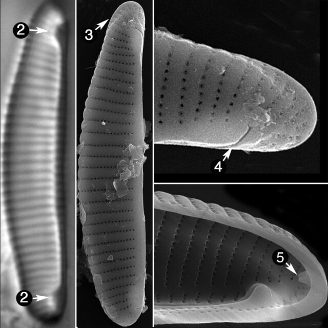 Eunotia Papilioforma Guide