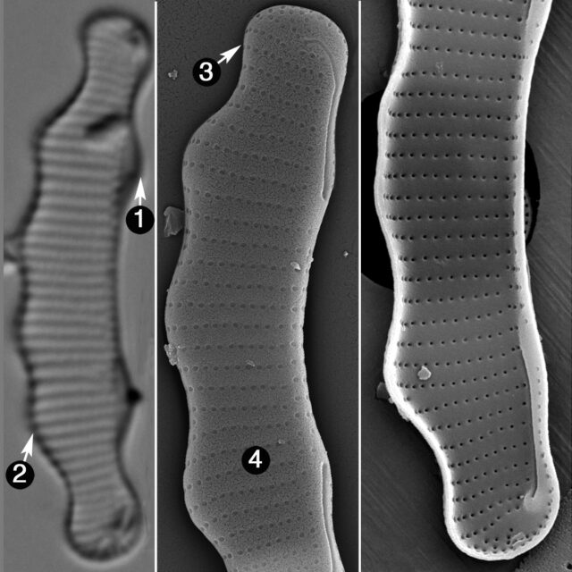 Eunotia Perpusilla Guide