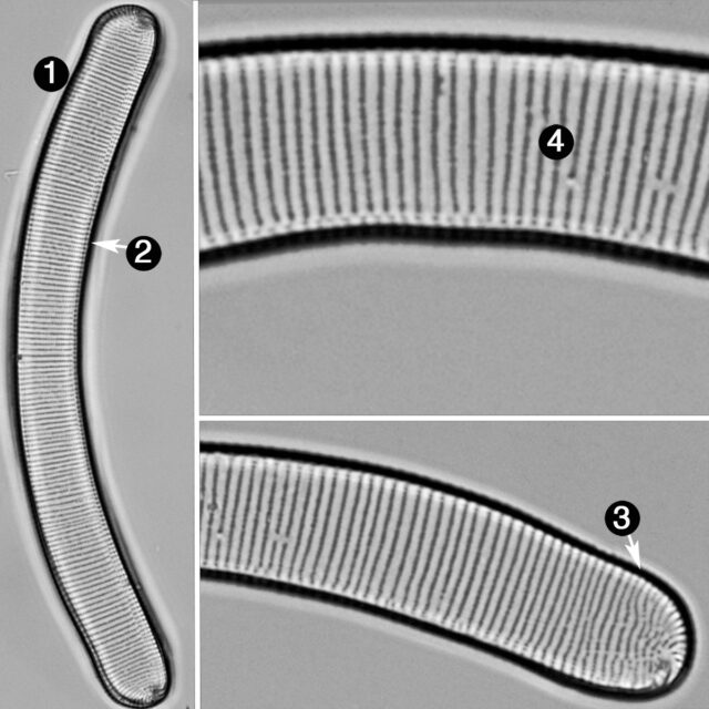 Eunotia pseudoparallela guide