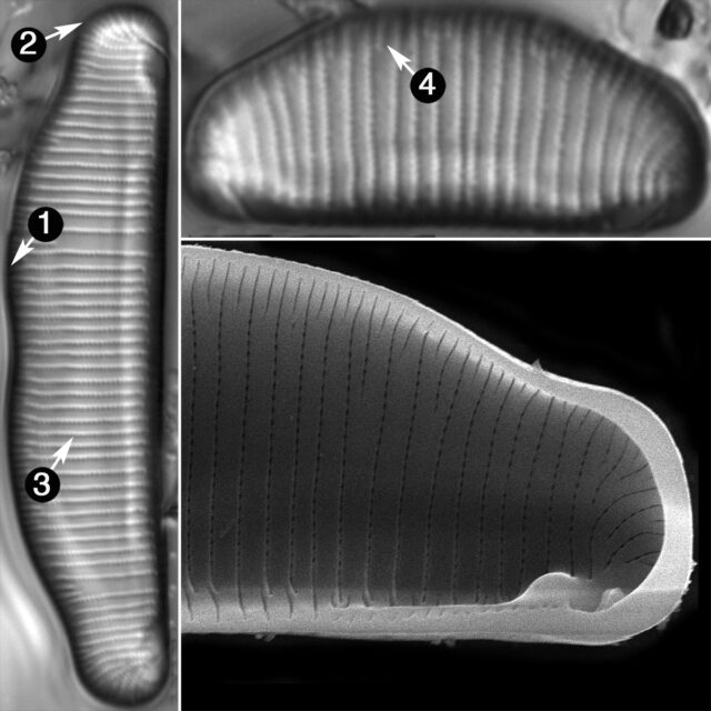 Eunotia Richbuttensis Guide