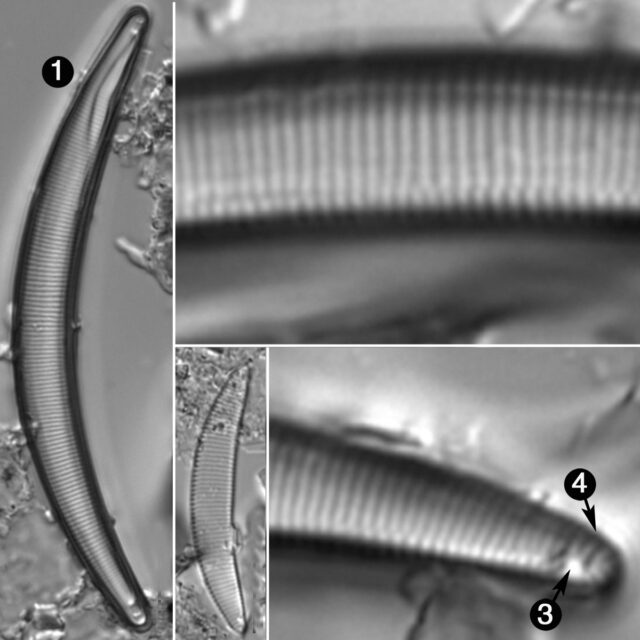 Eunotia Sarraceniae Guide