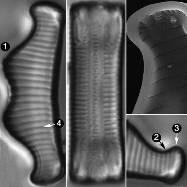 Eunotia Subherkiniensis Guide