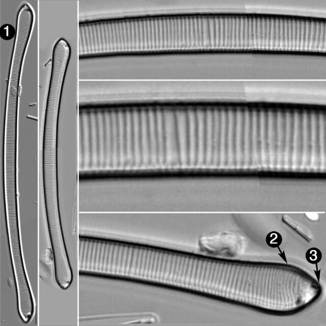 Eunotia Tautonensis Guide