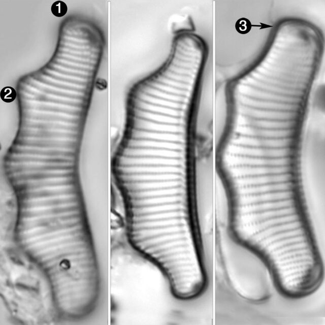 Eunotia tecta guide