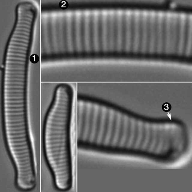 Eunotia Tenella Guide