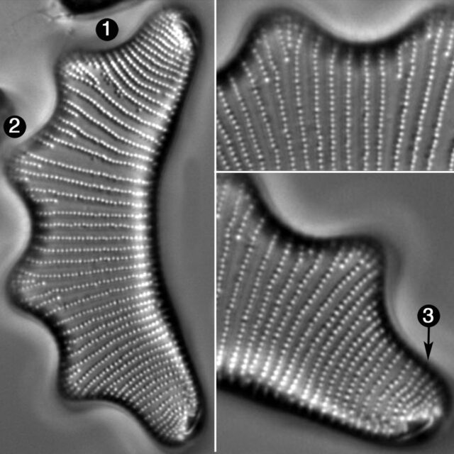 Eunotia Tetraodon Guide