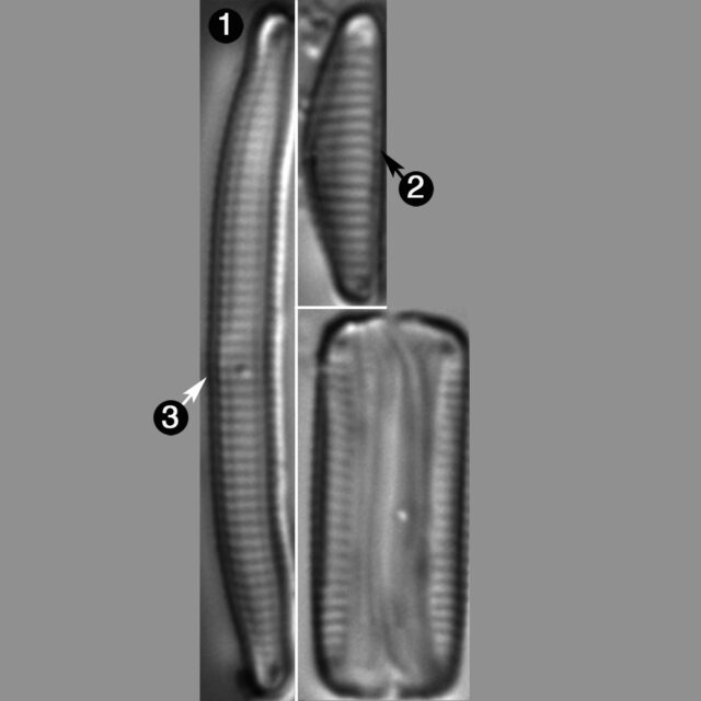 Eunotia Triacria Guide