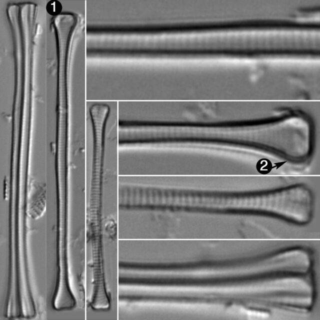 Eunotia Zasumiensis Guide