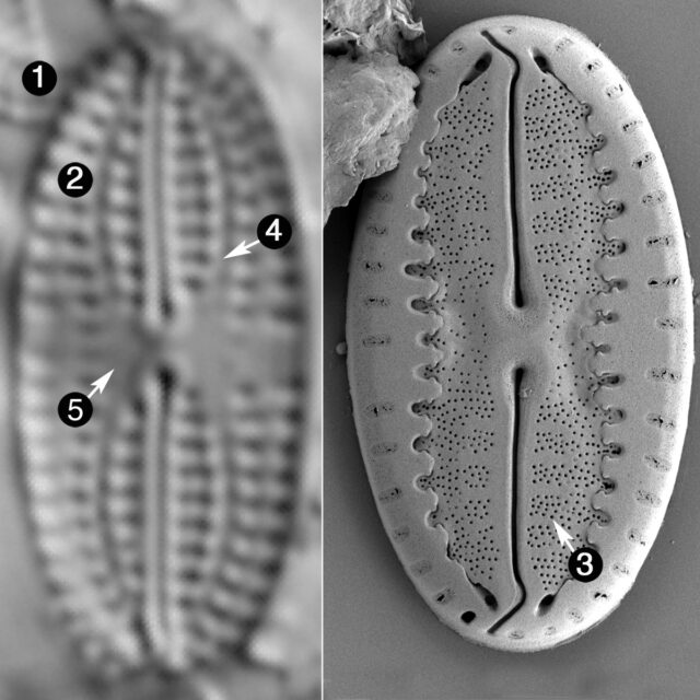 Fallacia Californica Guide