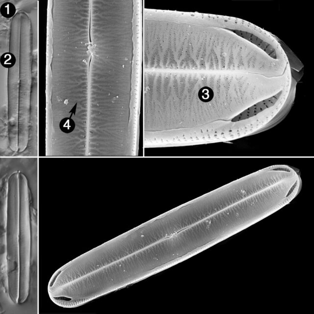 Fallacia Longitudinalis Guide