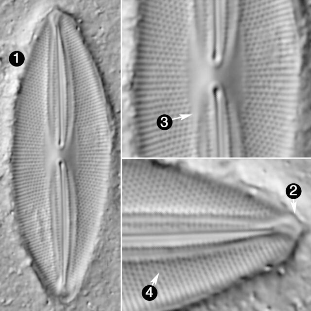 Fallacia Pygmaea Guide