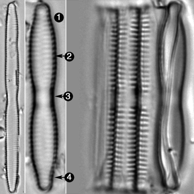 Fragilaria Mesolepta Guide