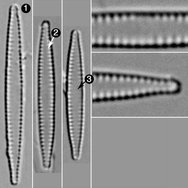 Fragilaria Pennsylvanica Guide